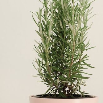 Helmkraut hat eine Wirkung auf die Psyche.