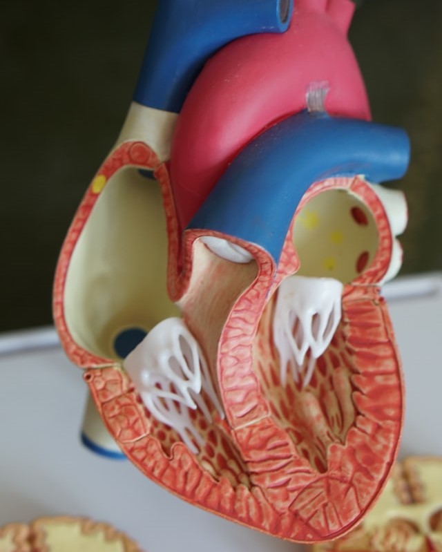 Chronischer Stress verursacht zum Beispiel Herz-Kreislauf-Erkrankungen